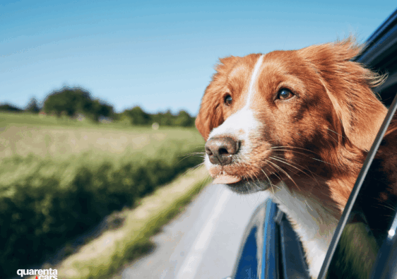 viajar con mascotas en coche de alquiler