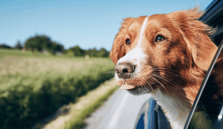 viajar con mascotas en coche de alquiler