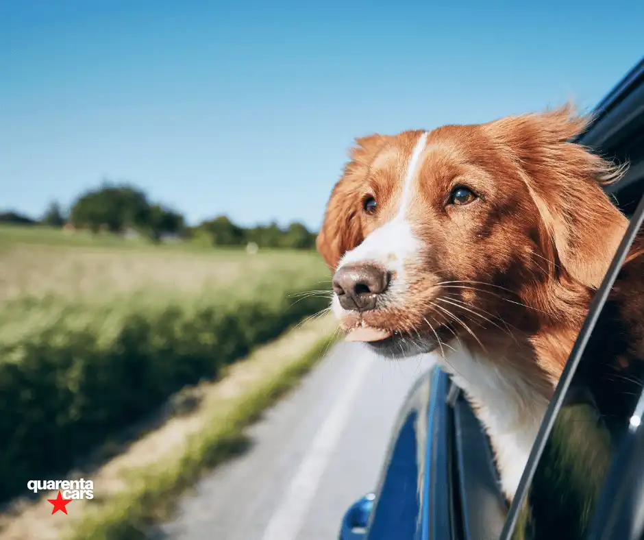 viajar con mascotas en coche de alquiler